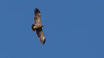 Lesser Spotted Eagle