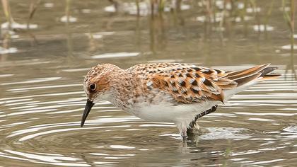 Little Stint