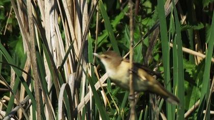 Great Reed Warbler