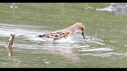 Little Stint