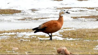 Ruddy Shelduck