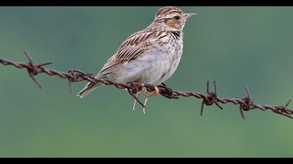 Woodlark