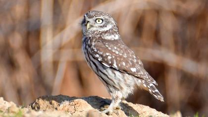 Little Owl