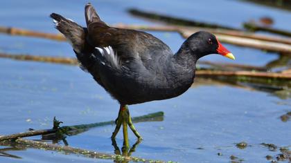 Common Moorhen