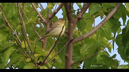 Icterine Warbler
