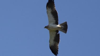Booted Eagle