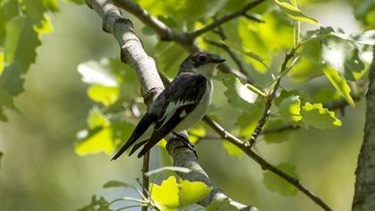 Collared Flycatcher