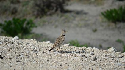 Calandra Lark