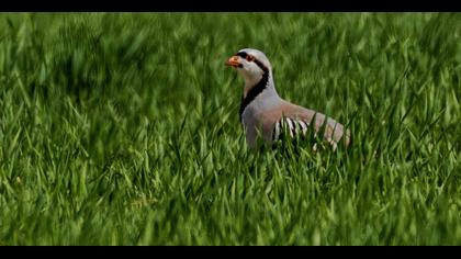 Chukar Partridge