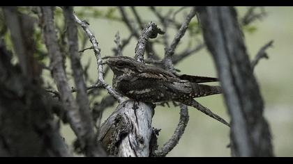 European Nightjar