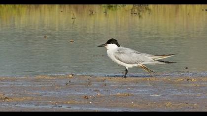 Gull-billed Tern