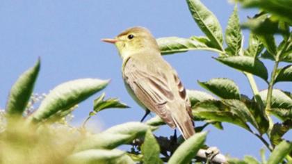 Icterine Warbler