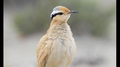 Cream-colored Courser