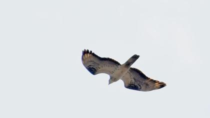European Honey Buzzard