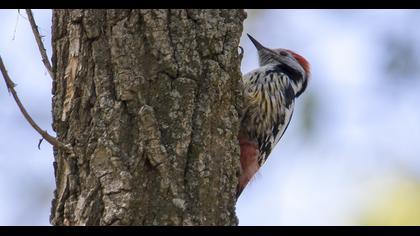 Middle Spotted Woodpecker