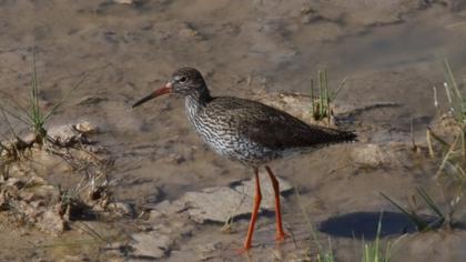 Common Redshank