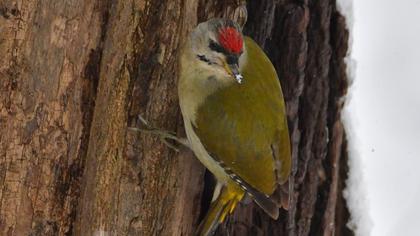 Grey-headed Woodpecker