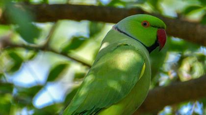 Rose-ringed Parakeet