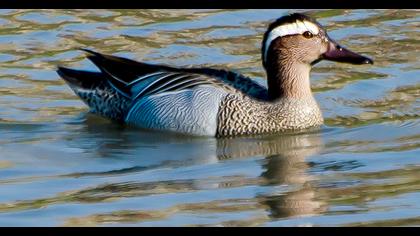 Garganey