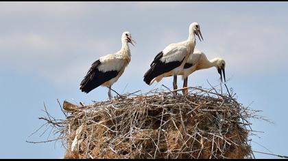 White Stork