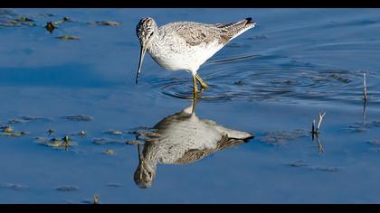 Common Greenshank