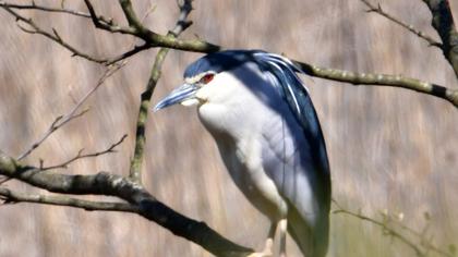 Black-crowned Night Heron