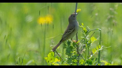 Black-headed Bunting