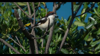 Woodchat Shrike