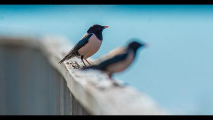 Rosy Starling