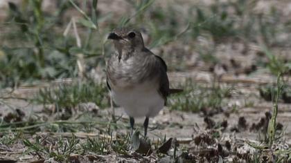 Black-winged Pratincole