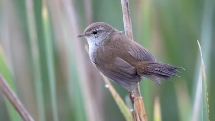 Cetti`s Warbler