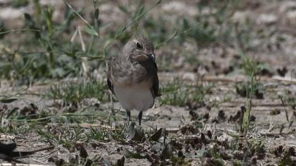Black-winged Pratincole
