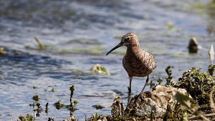 Curlew Sandpiper