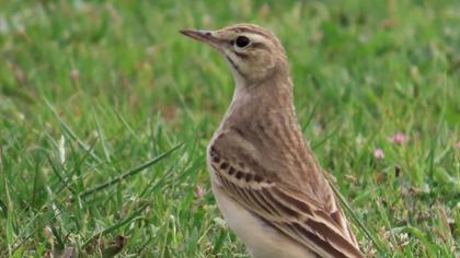 Tawny Pipit