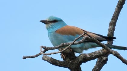 European Roller