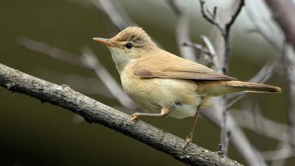 Marsh Warbler