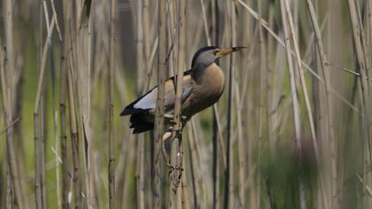 Little Bittern