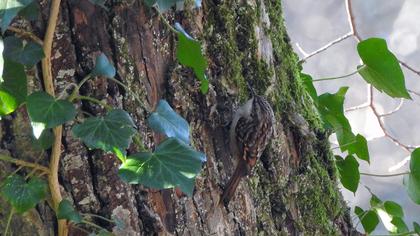 Short-toed Treecreeper