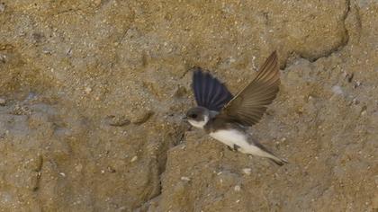 Sand Martin