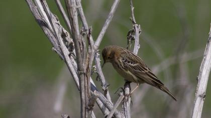 Red-throated Pipit