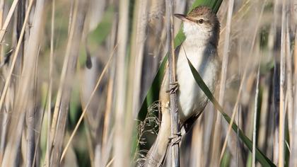 Great Reed Warbler