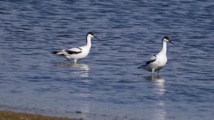 Pied Avocet