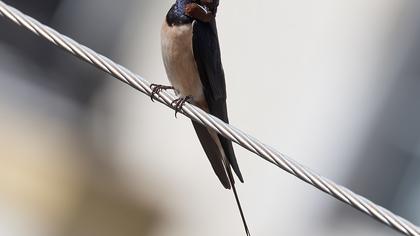 Barn Swallow
