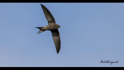 Common Swift