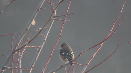 Common Chaffinch