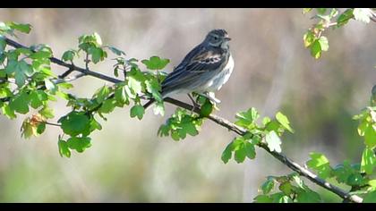 Tree Pipit