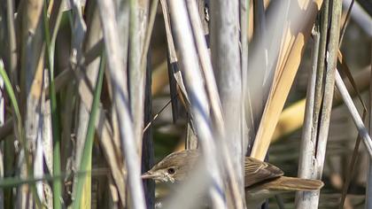 Eurasian Reed Warbler