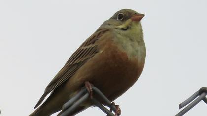Ortolan Bunting