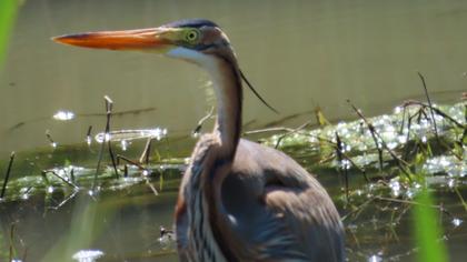 Purple Heron