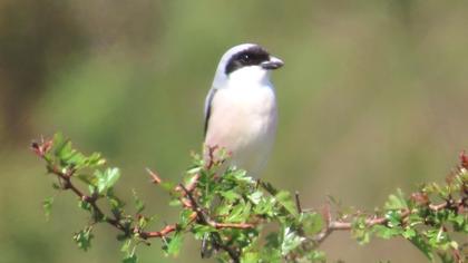 Lesser Grey Shrike